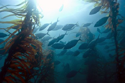 A school of trevally revealed its self through the kelp. ... by Cal Mero 
